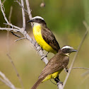 Rusty-margined Flycatcher