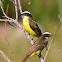 Rusty-margined Flycatcher