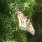 Monarch butterfly