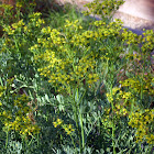 Common Rue