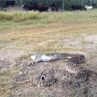 Western Diamon-backed Rattlesnake