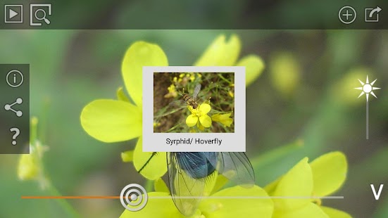 How to install Pollinators 1.4 mod apk for bluestacks