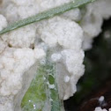 Slime Mould