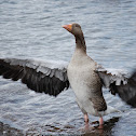 Greylag Goose
