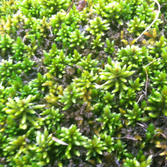 Spotting Image 1