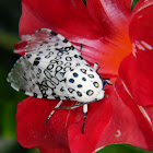 Giant Leopard Moth