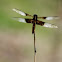 Widow Skimmer