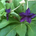 Flowering tobacco