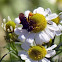Stingless bee