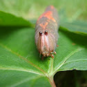 caterpillar