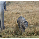 Indian elephant
