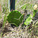 Eastern Prickly Pear (Cactus)