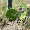 Eastern Prickly Pear (Cactus)