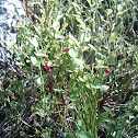 Littleleaf Huckleberry