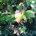 American Raspberry