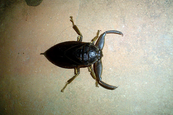 Spotting Image 1