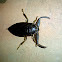 Giant Water Bug