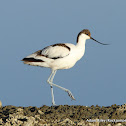 Pied Avocet