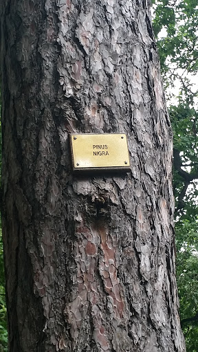 Pinus Nigra