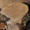 Trametes trogii