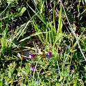 Papallona reina