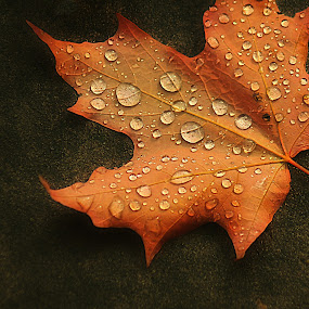 leafhdr.jpg