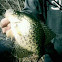 Crappie