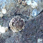 Barnacle