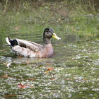 Silver Appleyard Duck? Or Mallard Cross breed?