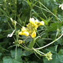 חרדל השדה Wild mustard