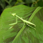 Praying mantis
