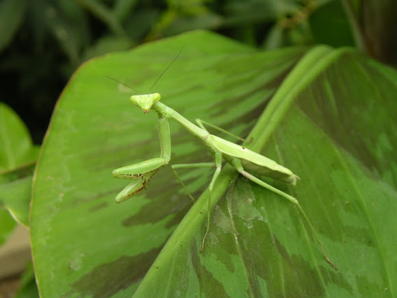 Spotting Image 1