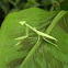 Praying mantis