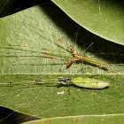 Big Jaw Orb Spider