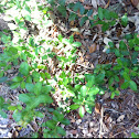 Yaupon Holly