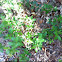 Yaupon Holly