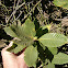 Sadler's Oak