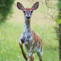 Piebald White-tailed Deer