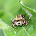 spider