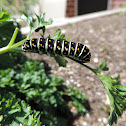 Eastern Black Swallowtail Caterpillar