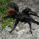Tarantula