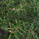 Sand Scrub Oak