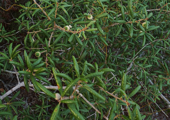Spotting Image 1