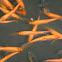 Koi