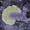 Lichens