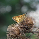 Peck's Skipper
