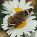 Common Buckeye