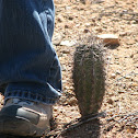 Saguaro