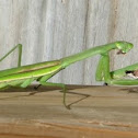 Preying mantis