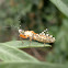 Assassin Bug.